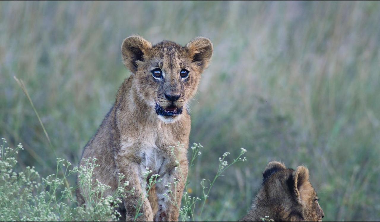 Ololo Safari Lodge Nairobi Bagian luar foto